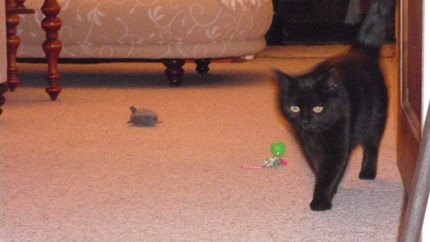 THEODORA  A JEJÍ PRVNÍ DOJMY Z NOVÉHO DOMOVA...