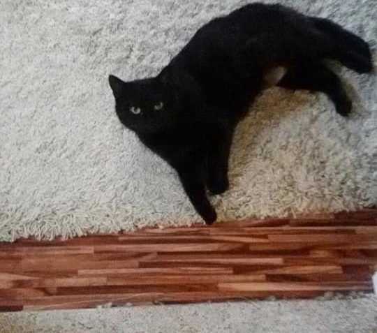 THEODORKA Z DOMOVA  a...