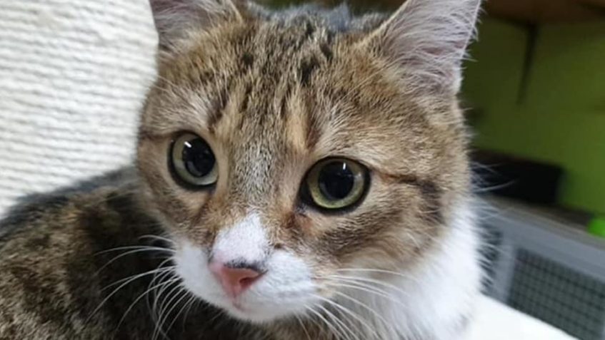 V PÁTEK ODEŠLA DOMŮ NAŠE PRINCEZNA  PAO. KOČIČÍ PRINCEZNA...