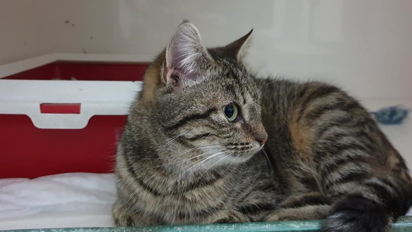 VESTIČKA  VYHLÍŽÍ NÁVŠTĚVY NA MAZLENÍ nebo na pomoc s úklide...