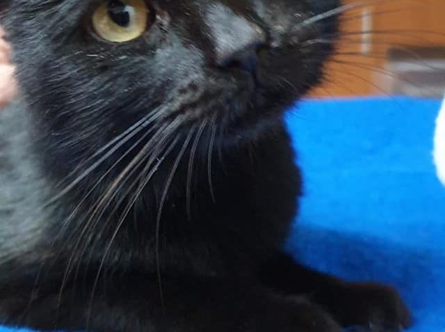 VČERA JSME PŘIJALI KRÁSNÉHO  ČERNÉHO KOCOURKA, který dostal ...