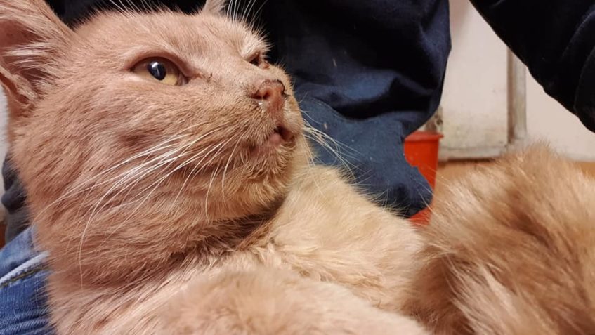 WARRIOR  A OPĚT KAŽDODENNÍ PŘEVAZ, vždy se svali do klína ne...