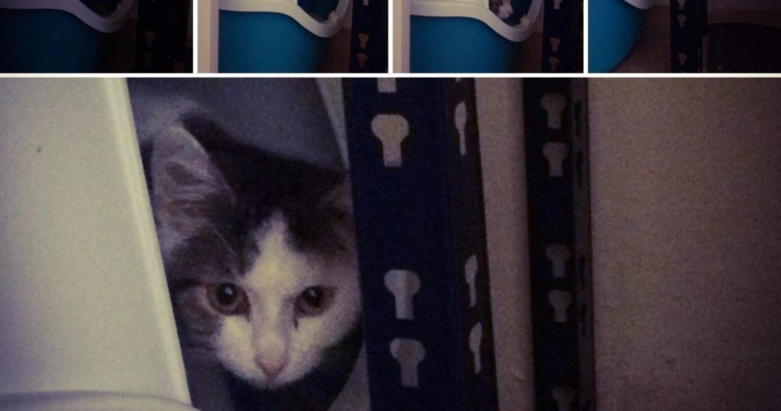 ŠMIRÁČKA SI SLEČNY ADOPTOVALY O VÍKENDU, polapit a připravi...