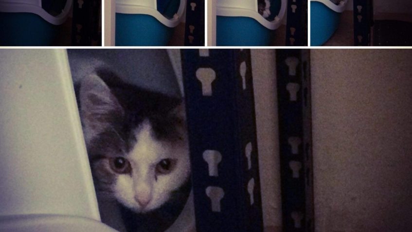 ŠMIRÁČKA  SI SLEČNY ADOPTOVALY O VÍKENDU, polapit a připravi...