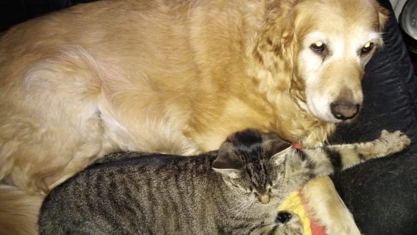 BONNIE (mourinka) JE V NOVÉM DOMOVĚ UŽ PÁR LET...