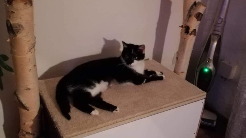 CALAMITKA DOSTALA VELKÝ DÁREK...