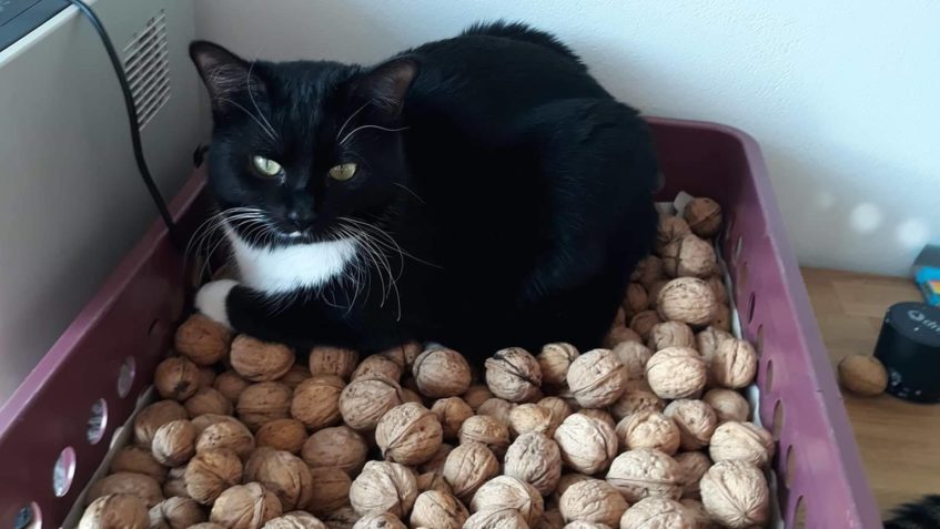 DOLFINKA  "NA HRÁŠKU" - vlastně na oříšku...