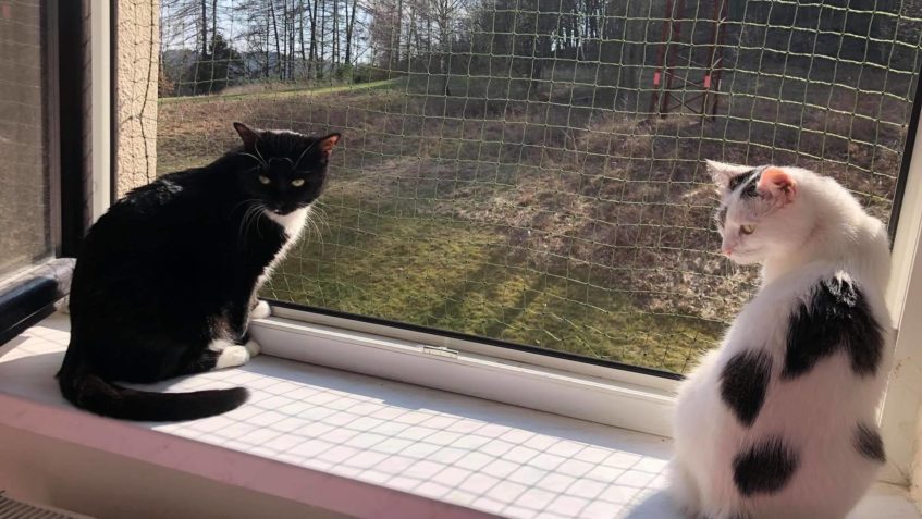 DOLFINKA (že Sluníčka) a její kamarádka JINGELS...