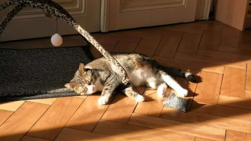 ELLIE JE JEDNOU Z NEJŠŤASTNĚJSICH KOČIČEK NA SVĚTĚ...