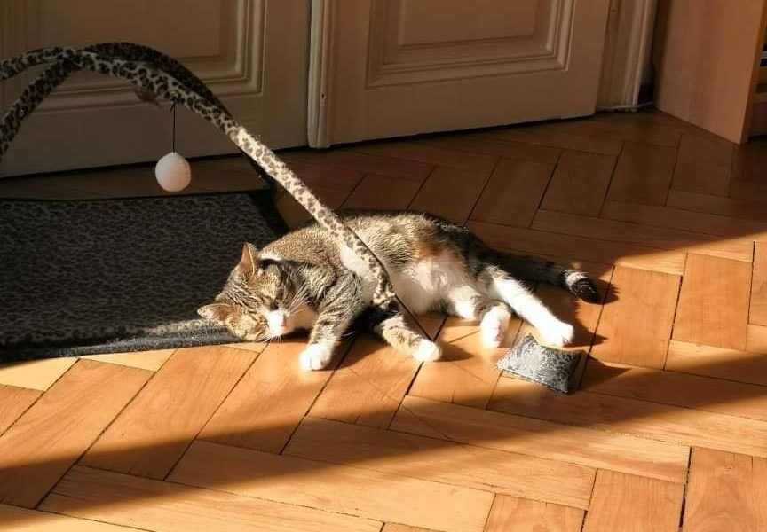 ELLIE JE JEDNOU Z NEJŠŤASTNĚJSICH KOČIČEK NA SVĚTĚ...