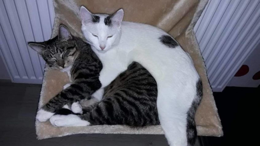 ERVINEK  & IVISEK(OLIVER)...