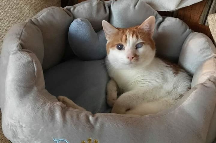 HENDIKEPOVANÝ MAZLÍK TOBBY  ( U...