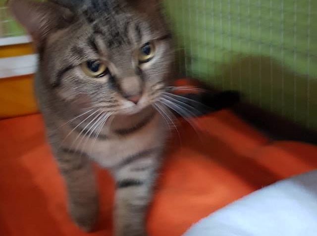 JE MI MOC SMUTNO NAD SITUACÍ S PŘEMNOŽENÝMI KOČKAMI V NAŠEM ...