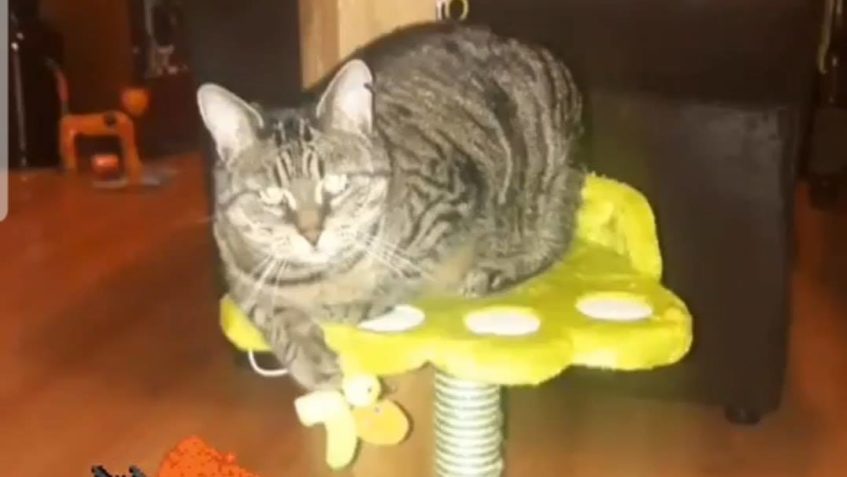 JEŠTĚ PÁR FOTEK A POVÍDÁNÍ MAMINKY OD KOČIČKY JANISKY...