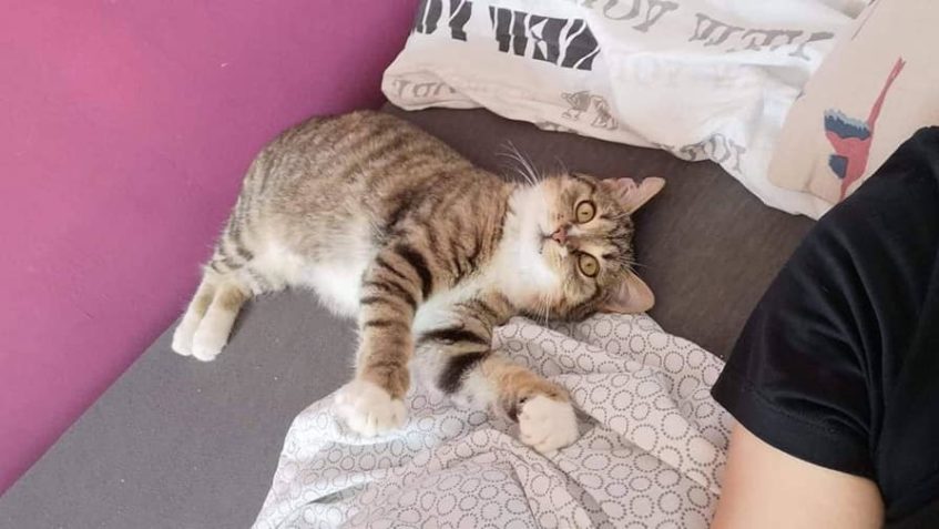 JIDÁŠEK  alis Lucifer...