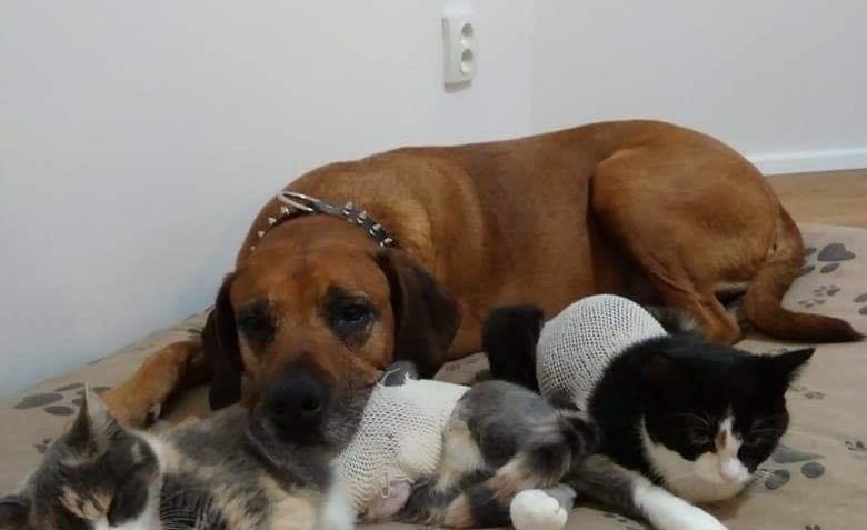 KAIRA A MEDA SI Z KASTRACE V NOVÉM DOMOVĚ PRANIC NEDĚLAJÍ...