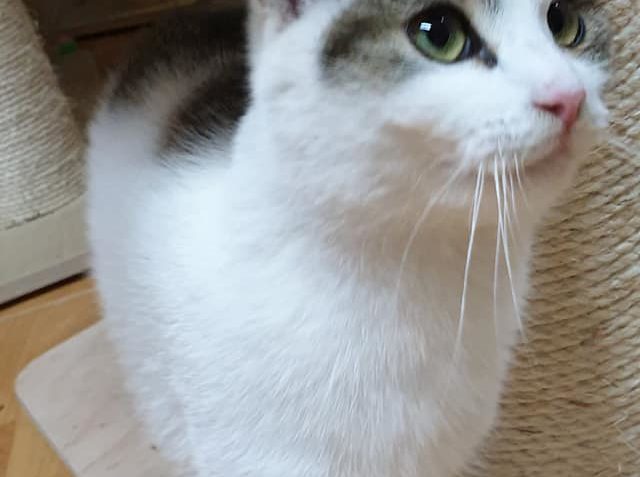 KOCOUREK HAŠIŠ  MĚL DNES VELMI ROZVERNOU NÁLADIČKU