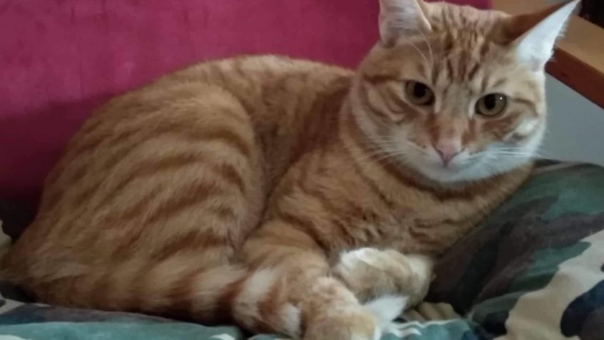 KOCOURKOVI ALVINKOVI  SE V NOVÉM DOMOVĚ TAKÉ DAŘÍ...