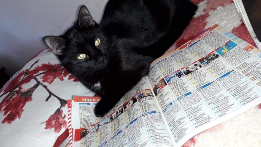 KROUŽEK alias LUPÍNEK...