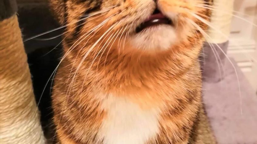 KUK  MACEK alias ASTONEK...