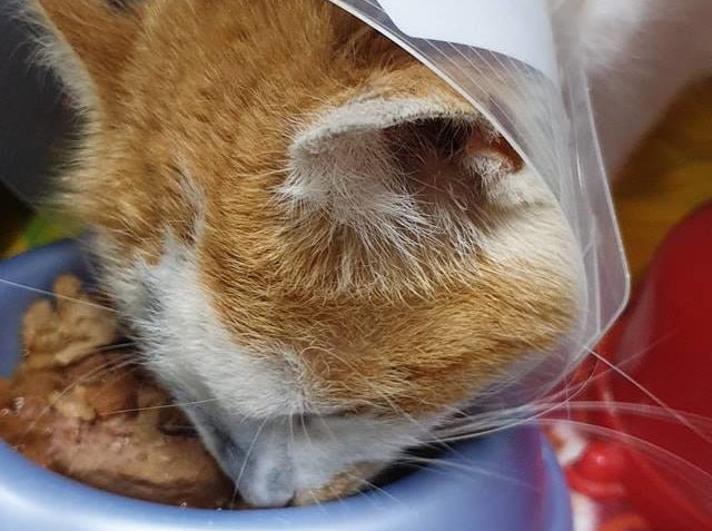 MILÁČEK  PIPI JE PO OPERACI...