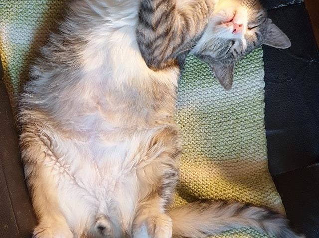 MYSLÍTE SI, ŽE SE KOČIČKY MAJÍ VE SLUNÍČKU ZLE...