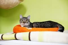 Na obrázku může být: kočka