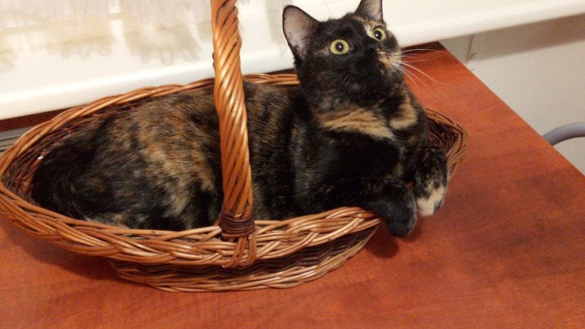 MÁME RADOST  Z VAŠICH ZPRÁV A FOTOGRAFIÍ  Z DOMOVA...