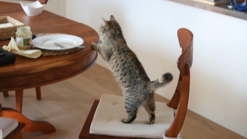 MŇUKNA ZMĚNU BYDLENÍ VZALA S ÚPLNOU SAMOZŘEJMOSTÍ, STEJNĚ TA...