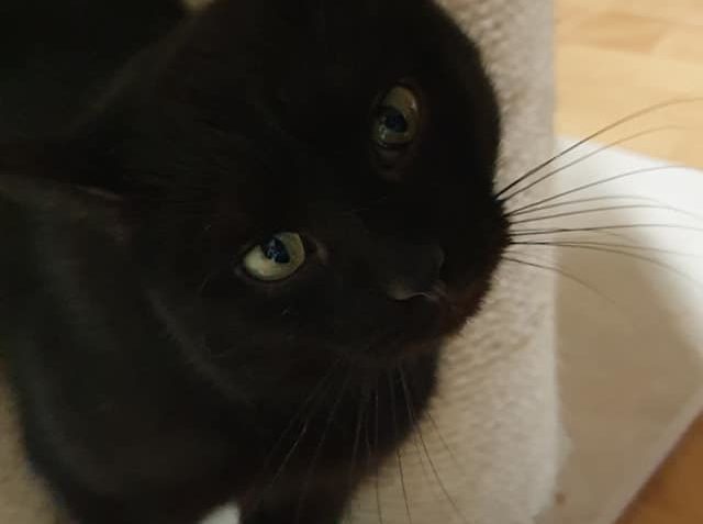 NA TARTÁRKOVU  NAŠIKMO POLOŽENOU HLAVIČKU SI MUSÍTE CHVÍLI Z...