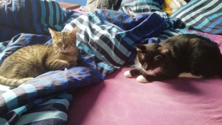 NĚKTERÉ CESTY  JSOU ROVNÉ A UMETENÉ, JINÉ VŠAK TRNITÉ - PLNÉ...