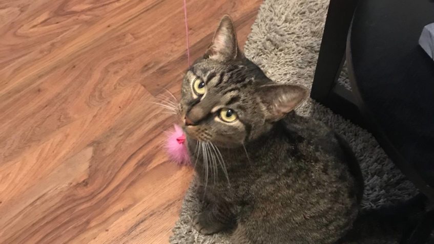 O VÍKENDU ODEŠLA DO NOVÉHO DOMOVA JITŘENKA  A TADY, MÁME PRV...