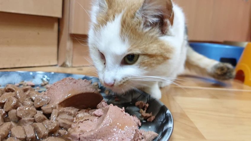 PIPI  JDE DNES NA OPERACI POŠKOZENÉHO OČIČKA DRŽTE NÁM TLAPK...