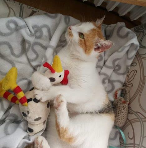 PIPI  / POPI, KDO SE V TOM MÁ VYZNAT, JE DOMA A SVĚDČÍ JI TO...