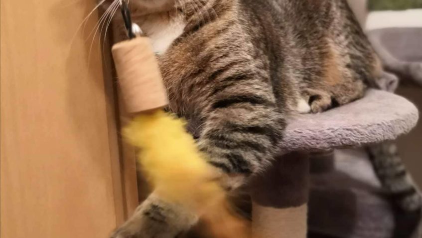 PRAVIDELNY REPORT OD ASTONKA Z DOMOVA...