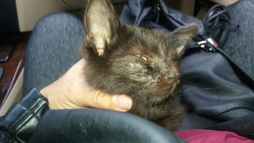 PROSÍME O SDÍLENÍ A MĚJTE OČI OTEVŘENÉ AŤ SE MALÁ BRZY VRATI...