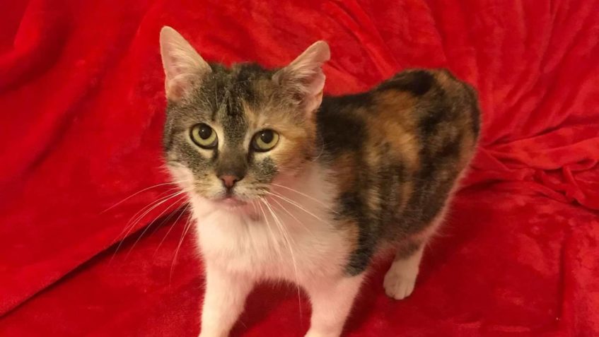 PRVNÍ KRÁSNÉ ZPRÁVY  Z DOMOVA...