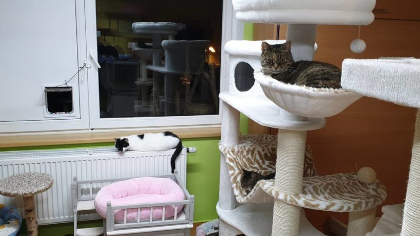 PÁR STŘÍPKŮ Z VEČERA...