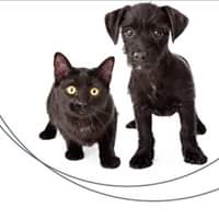 Přijďte si na veletr vybrat kočičího kamaráda z útulku....