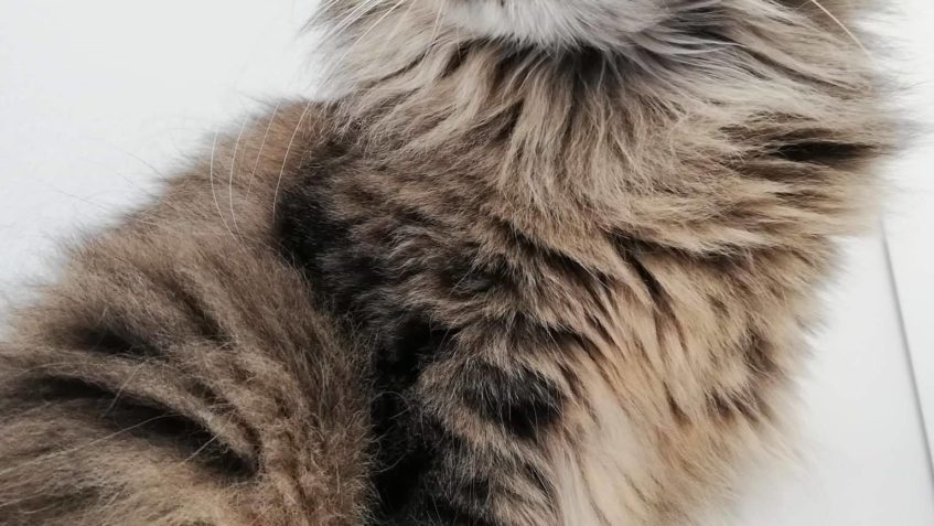 RONJA V NOVÉM DOMOVĚ ÚPLNĚ...