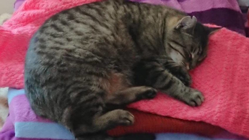 S JAREM PROBUZENA  ZE ZIMNÍHO SPÁNKU SE OZÝVÁ I BLEŠKA...