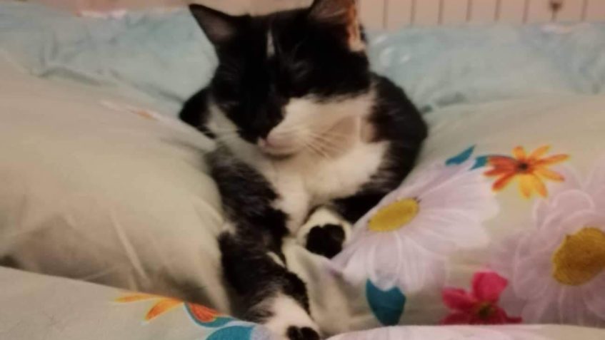 TAK CALAMITY  UŽ BOJ DOMA VYHRÁLA  A OBSADILA OBÝVÁK, GAUČ I...