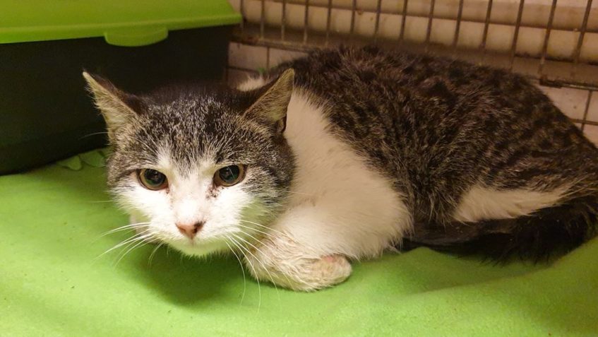 V NEDĚLI VEČER DO KINA  ?...