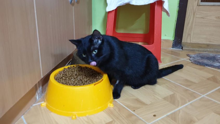 VYFOTIT TARTÁRKA JE OBTÍŽNÉ, JE HODNĚ ŽIVÝ A STÁLE V POHYBU ...