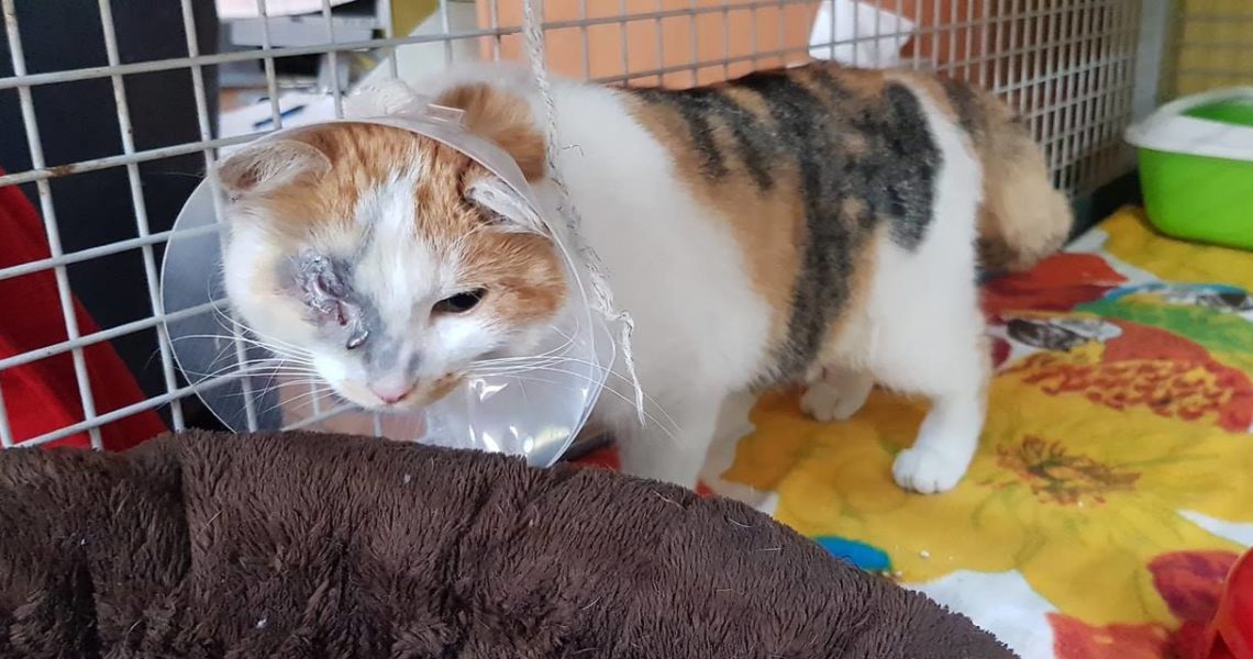 VYSVĚTLENÍ  K  PŘÍJMU  KOČEK  DO  SLUNÍČKA...