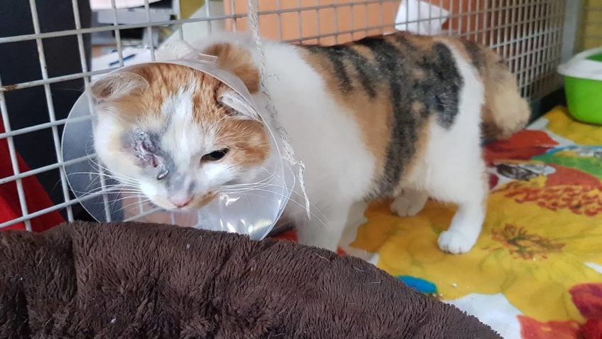 VYSVĚTLENÍ  K  PŘÍJMU  KOČEK  DO  SLUNÍČKA...