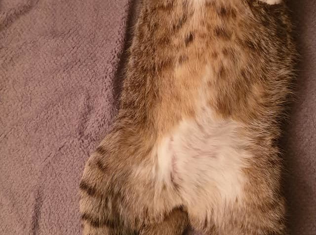 VÍTEČEK  si včera večer užíval pohodu u TV a pak i drbaníčko...