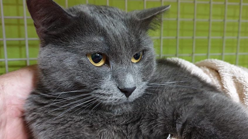 VČERA JSME TAKÉ PŘIJALI TUTO ROZTŘSENOU DUŠIČKU...