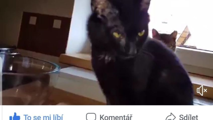 VČERA ODEŠEL DO NOVÉHO DOMOVA  NÁS MILOVANÝ DONÍČEK...