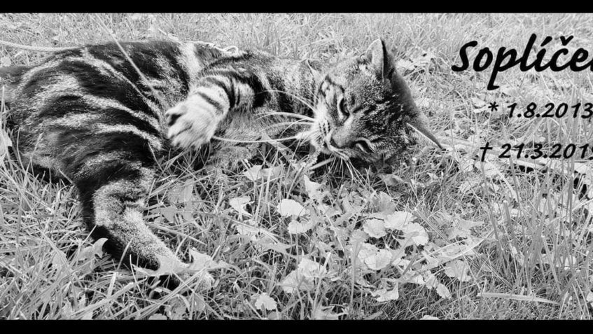 VČERA POZDĚ VEČER NÁS ZASÁHLA VELMI SMUTNÁ ZPRÁVA. MILÁČEK ...